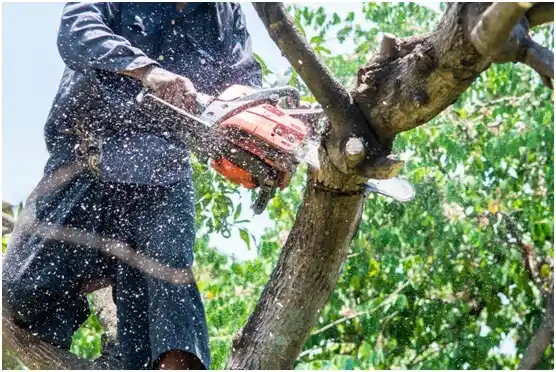 tree services Evanston